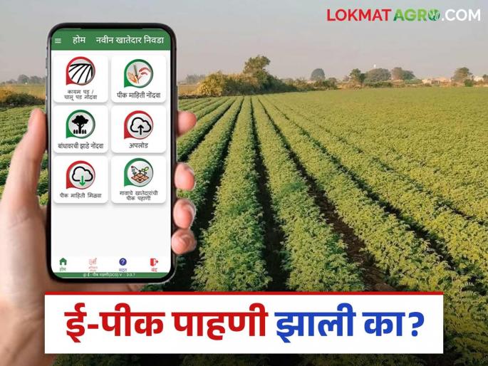 E Pik Pahani : Has your e-Pik pahani done or not? Check this now from home on your mobile | E Pik Pahani : तुमची ई-पीक पाहणी झाली आहे का नाही? हे बघा आता घरबसल्या तुमच्या मोबाईलवर E Pik Pahani : Has your e-Pik pahani done or not? Check this now from home on your mobile | E Pik Pahani : तुमची ई-पीक पाहणी झाली आहे का नाही? हे बघा आता घरबसल्या तुमच्या मोबाईलवर