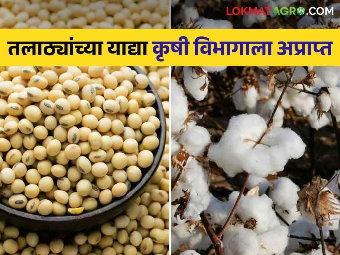 E-Pik Pahani : Crop damage lists not yet received by Agriculture Department | E-Pik Pahani : पीक नुकसानीच्या याद्या कृषी विभागाला अद्याप अप्राप्त; उद्यापासून मदत मिळेल का?  E-Pik Pahani : Crop damage lists not yet received by Agriculture Department | E-Pik Pahani : पीक नुकसानीच्या याद्या कृषी विभागाला अद्याप अप्राप्त; उद्यापासून मदत मिळेल का?