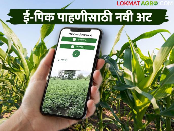 E Pik Pahani : It is mandatory to take such a photo of the crop while e pik pahani digital crop survey; Read in detail | E Pik Pahani : ई-पीक पाहणी करताना पिकाचा असा फोटो काढणे बंधनकारक; वाचा सविस्तर E Pik Pahani : It is mandatory to take such a photo of the crop while e pik pahani digital crop survey; Read in detail | E Pik Pahani : ई-पीक पाहणी करताना पिकाचा असा फोटो काढणे बंधनकारक; वाचा सविस्तर