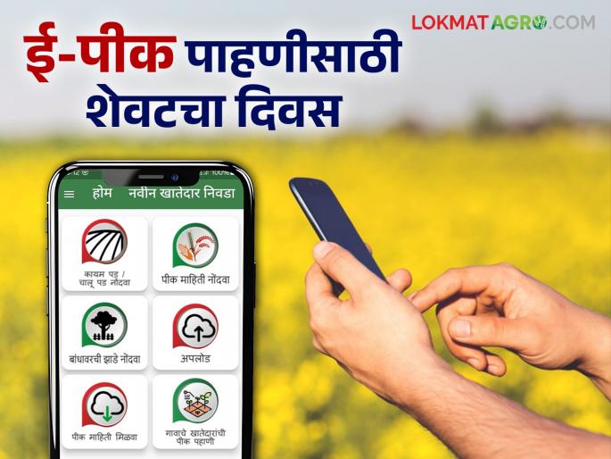 E Peek Pahani: Today is the last day to doing farmer level e pik pahani digital crop survey | E Peek Pahani : शेतकरी स्तरावरील ई-पीक पाहणी करण्यास आज शेवटचा दिवस E Peek Pahani: Today is the last day to doing farmer level e pik pahani digital crop survey | E Peek Pahani : शेतकरी स्तरावरील ई-पीक पाहणी करण्यास आज शेवटचा दिवस
