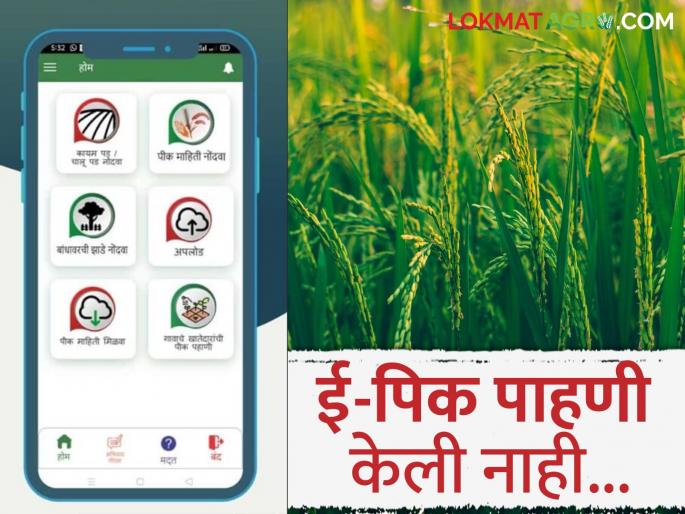 Forest Department willing to pay crop damage but not doing e-pick inspection what happened? Read in detail | वन विभाग पिक नुकसान भरपाई द्यायला तयार पण ई-पिक पाहणी न केल्यामुळे काय झाले? वाचा सविस्तर Forest Department willing to pay crop damage but not doing e-pick inspection what happened? Read in detail | वन विभाग पिक नुकसान भरपाई द्यायला तयार पण ई-पिक पाहणी न केल्यामुळे काय झाले? वाचा सविस्तर