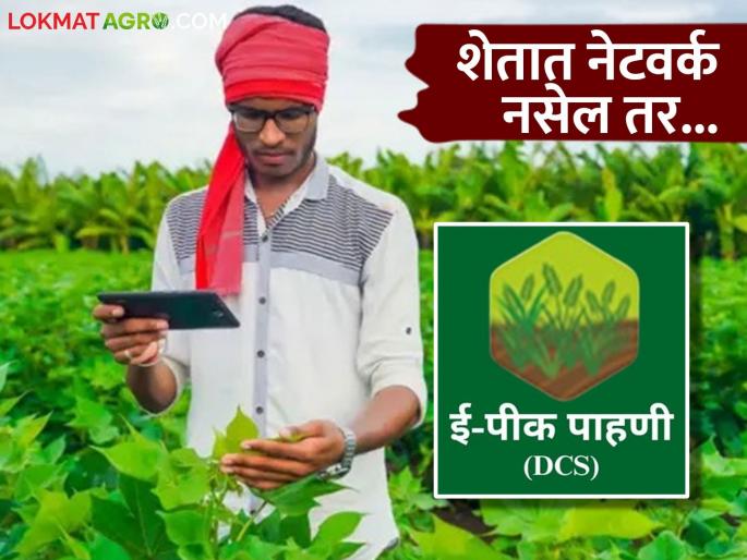 Latets news E Pik Pahani Even is no network in field, e-crop inspection can be done | E Pik Pahani : शेतात नेटवर्क नसले तरी पीक पाहणी करता येईल, हे सोपे उपाय करून पहा 