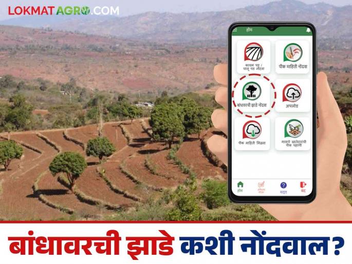 E Peek Pahani : How to record trees on the farm bund during e crop survey? Let's see in detail | E Peek Pahani : ई-पीक पाहणी करताना बांधावरची झाडे कशी नोंदवाल? पाहूया सविस्तर E Peek Pahani : How to record trees on the farm bund during e crop survey? Let's see in detail | E Peek Pahani : ई-पीक पाहणी करताना बांधावरची झाडे कशी नोंदवाल? पाहूया सविस्तर