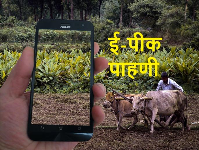 issues in e crop registration at Talathi office level | तलाठी कार्यालयातून ईपीक नोंदणीच होतेय 'गायब', शेतकऱ्यांना चिंता issues in e crop registration at Talathi office level | तलाठी कार्यालयातून ईपीक नोंदणीच होतेय 'गायब', शेतकऱ्यांना चिंता