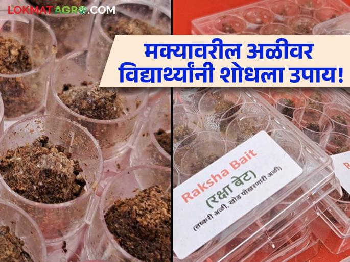 worms on maize will be controlled! Agricultural college student creates 'Defense Island' | Maize : मक्यावरील लष्करी अळीचे होणार नियंत्रण! बारामती कृषी महाविद्यालयाने केली 'रक्षा बेट'ची निर्मिती worms on maize will be controlled! Agricultural college student creates 'Defense Island' | Maize : मक्यावरील लष्करी अळीचे होणार नियंत्रण! बारामती कृषी महाविद्यालयाने केली 'रक्षा बेट'ची निर्मिती