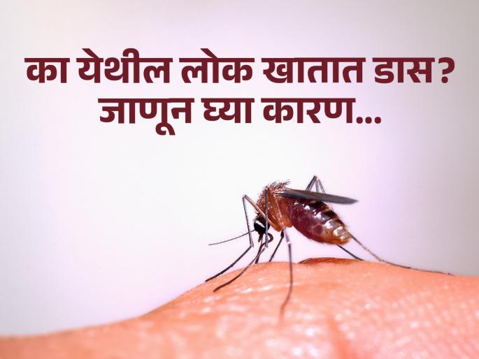 People here eat one lakh mosquitoes in a day, Know the reason | एका दिवसात एक लाख डास खातात येथील लोक, हैराण करणारं आहे कारण... People here eat one lakh mosquitoes in a day, Know the reason | एका दिवसात एक लाख डास खातात येथील लोक, हैराण करणारं आहे कारण...