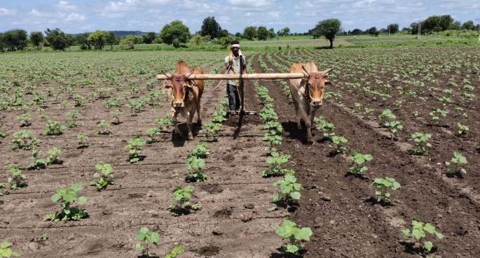 Even in Corona, the courage of the farmers remains same | कोरोनातही कास्तकारांची हिंमत कायम