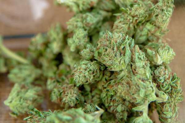 Goan city areas are more prone to drugs trade than coastal areas. | किनारपट्टीपेक्षा गोव्यातील शहरी भागातच गांजाचा अधिक सुळसुळाट Goan city areas are more prone to drugs trade than coastal areas. | किनारपट्टीपेक्षा गोव्यातील शहरी भागातच गांजाचा अधिक सुळसुळाट