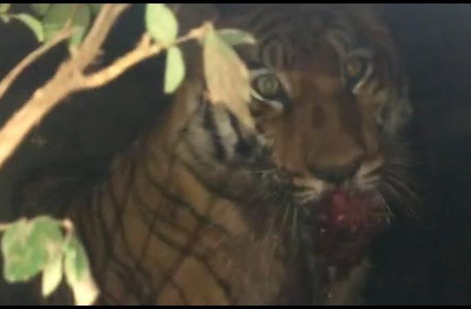 After seven hours of hard work and two hours of road closure, the man-eating tiger was finally arrested | सात तासांची अथक मेहनत आणि दोन तास रस्ता बंद करून अखेर नरभक्षक वाघ जेरबंद After seven hours of hard work and two hours of road closure, the man-eating tiger was finally arrested | सात तासांची अथक मेहनत आणि दोन तास रस्ता बंद करून अखेर नरभक्षक वाघ जेरबंद