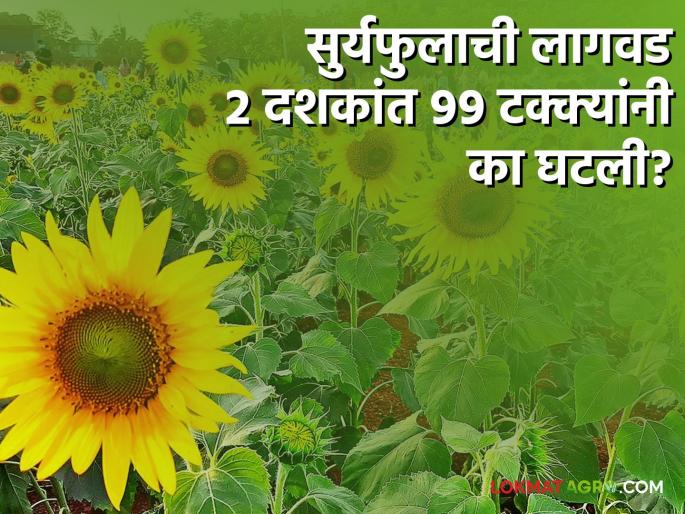 sunflower cultivation sowing decrease by 99 percent in 24 years maharashtra crop pattern | मागच्या २ दशकांत सुर्यफुलाच्या लागवडीत ९९ टक्क्यांनी घट! काय आहेत कारणे? sunflower cultivation sowing decrease by 99 percent in 24 years maharashtra crop pattern | मागच्या २ दशकांत सुर्यफुलाच्या लागवडीत ९९ टक्क्यांनी घट! काय आहेत कारणे?