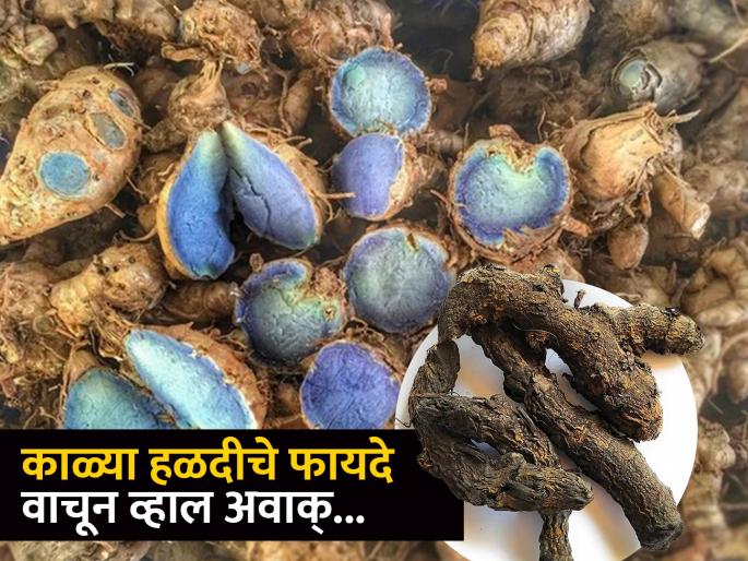 Black Turmeric : Amazing health benefits of black Turmeric | 'पी हळद अन् हो गोरी' ही म्हण ऐकली असेलच; पण काळ्या हळदीचे फायदे माहीत आहेत का? Black Turmeric : Amazing health benefits of black Turmeric | 'पी हळद अन् हो गोरी' ही म्हण ऐकली असेलच; पण काळ्या हळदीचे फायदे माहीत आहेत का?