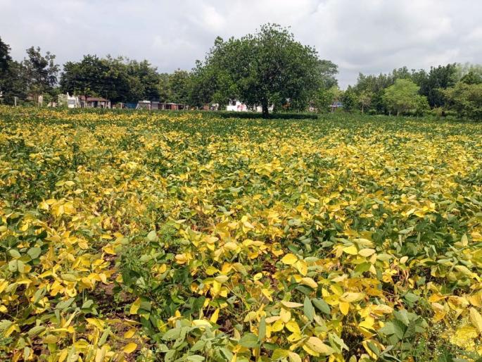 'Charcoal rot' attack on soybeans; Unseasonably, the soybeans dried up, the trees rotted | सोयाबीनवर आता 'चारकोल रॉट'चा हल्ला; अवेळी सोयाबीन वाळले, झाडे पोखरली 'Charcoal rot' attack on soybeans; Unseasonably, the soybeans dried up, the trees rotted | सोयाबीनवर आता 'चारकोल रॉट'चा हल्ला; अवेळी सोयाबीन वाळले, झाडे पोखरली