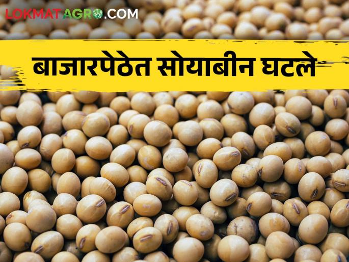 Today's Soybean rates: 194 quintals of white soybeans received in Latur, price per quintal? | Today's Soybean rates: लातूरमध्ये १९४ क्विंटल पांढऱ्या सोयाबीनची आवक, क्विंटलमागे मिळतोय भाव?