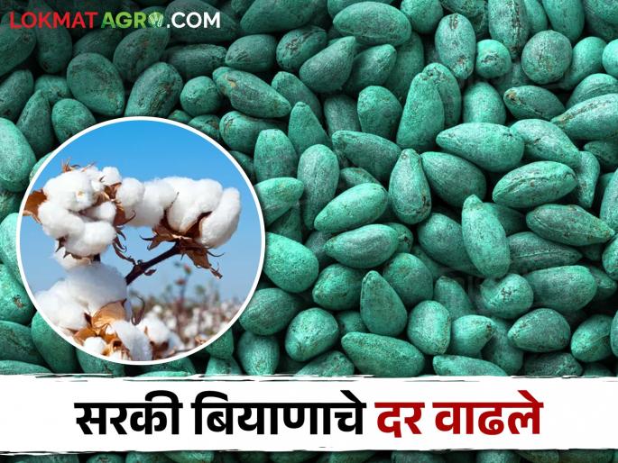 The price of Sarki seeds has increased, now you have to pay this much for a bag.. | सरकी बियाण्याचे दर वाढले, एका बॅगसाठी आता द्यावे लागणार एवढे पैसे.. The price of Sarki seeds has increased, now you have to pay this much for a bag.. | सरकी बियाण्याचे दर वाढले, एका बॅगसाठी आता द्यावे लागणार एवढे पैसे..