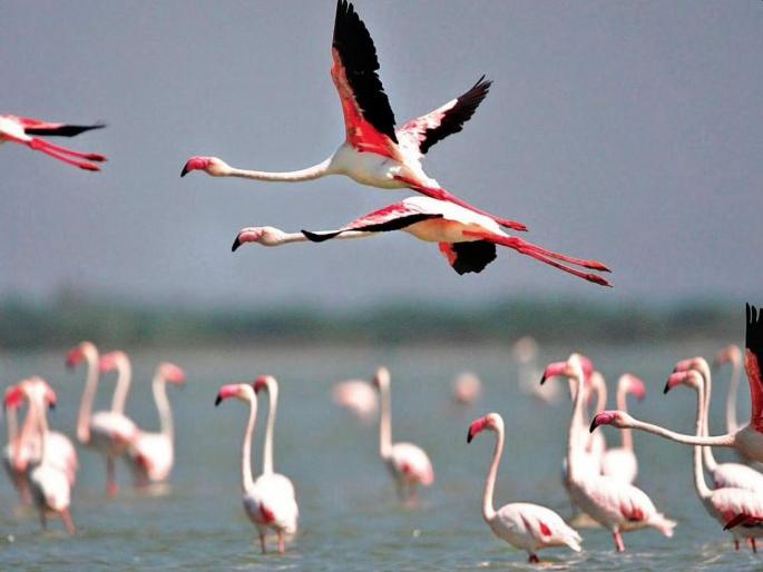 The first Flamingo Festival to be held in Navi Mumbai | नवी मुंबईत भरणार पहिला फ्लेमिंगो महोत्सव The first Flamingo Festival to be held in Navi Mumbai | नवी मुंबईत भरणार पहिला फ्लेमिंगो महोत्सव