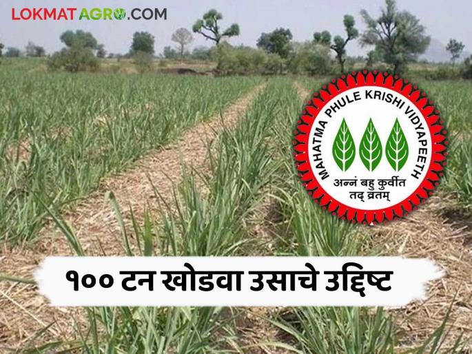 6 thousand farmers will be given training to produce up to 100 tons of sugarcane; An initiative of the University of Agriculture | ६ हजार शेतकऱ्यांना देणार खोडवा उसाचे १०० टनापर्यंत उत्पादन घेण्याचे प्रशिक्षण; कृषी विद्यापीठाचा उपक्रम 6 thousand farmers will be given training to produce up to 100 tons of sugarcane; An initiative of the University of Agriculture | ६ हजार शेतकऱ्यांना देणार खोडवा उसाचे १०० टनापर्यंत उत्पादन घेण्याचे प्रशिक्षण; कृषी विद्यापीठाचा उपक्रम