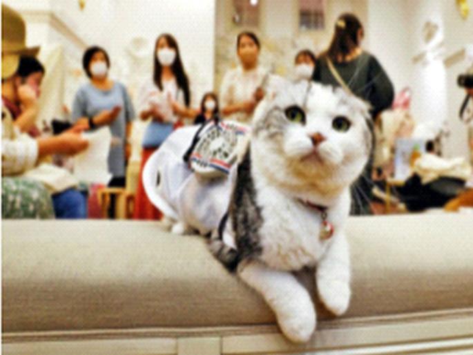 Fans on the body of Japanese dogs and cats! | जपानी कुत्र्या-मांजरांच्या अंगावर पंखे! Fans on the body of Japanese dogs and cats! | जपानी कुत्र्या-मांजरांच्या अंगावर पंखे!