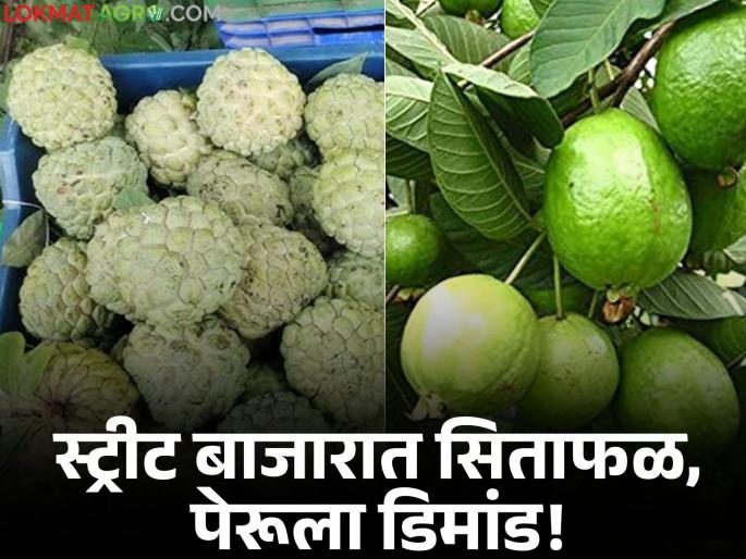 Custard Apple and guava are hitting the local market, purchases have increased as prices are within reach | Custard Apple and Guava : लोकल बाजाराला खुणावत आहेत सिताफळ आणि पेरू; दर आवाक्यात असल्याने खरेदी वाढली 