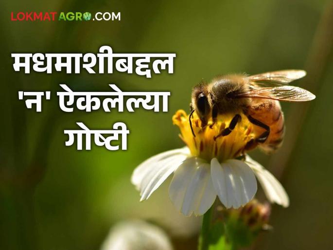 HoneyBee Biggest, Smallest, 80% of the World's Pollination to Royal Jelly! Learn these interesting facts about bees | HoneyBee : सर्वांत मोठी, सर्वांत छोटी, जगातील ८० टक्के परागीभवन ते रॉयल जेली! जाणून घ्या मधमाशीबद्दलच्या 'या' रंजक गोष्टी HoneyBee Biggest, Smallest, 80% of the World's Pollination to Royal Jelly! Learn these interesting facts about bees | HoneyBee : सर्वांत मोठी, सर्वांत छोटी, जगातील ८० टक्के परागीभवन ते रॉयल जेली! जाणून घ्या मधमाशीबद्दलच्या 'या' रंजक गोष्टी