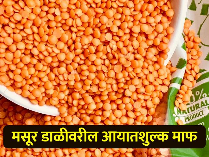 Import duty on lentil dal waived till March 2025: Central Govt | मसूर डाळीचे आयातशुल्क मार्च २०२५ पर्यंत माफ: केंद्र सरकार Import duty on lentil dal waived till March 2025: Central Govt | मसूर डाळीचे आयातशुल्क मार्च २०२५ पर्यंत माफ: केंद्र सरकार