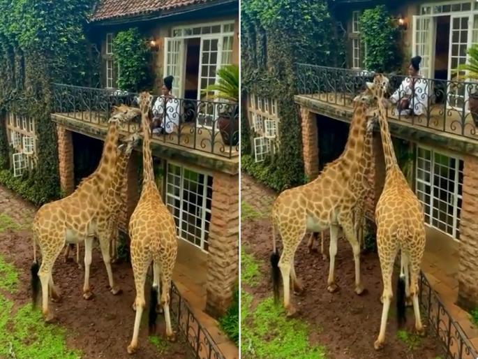 Sparrows - No parrots, giraffes come to her gallery to eat, watch the video | चिमण्या - पोपट नाही 'तिच्या' गॅलरीत चक्क जिराफ येतात जेवायला, पाहा व्हिडिओ