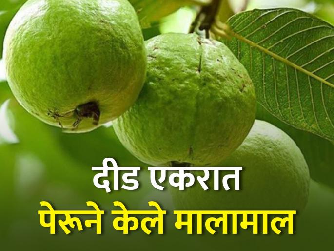 One and a half acres of guava made goods | दीड एकरातील पेरू पिकाने शेतकऱ्यास केले मालामाल