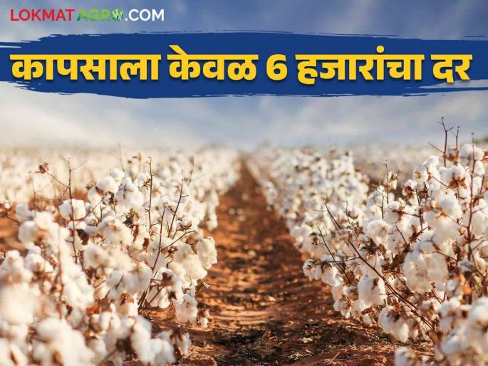 Cotton Rates: Cotton is getting a rate of only 6 thousand! Shop at less than the guaranteed price across the state | Cotton Rates : कापसाला मिळतोय केवळ ६ हजारांचा दर! राज्यभरात हमीभावापेक्षा कमी दराने खरेदी Cotton Rates: Cotton is getting a rate of only 6 thousand! Shop at less than the guaranteed price across the state | Cotton Rates : कापसाला मिळतोय केवळ ६ हजारांचा दर! राज्यभरात हमीभावापेक्षा कमी दराने खरेदी