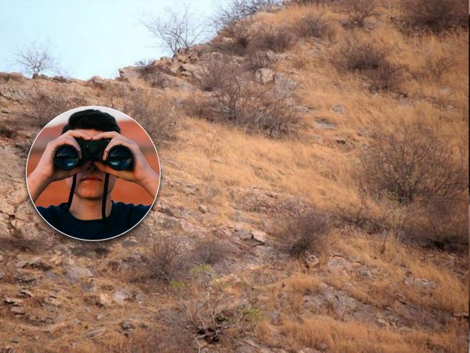 Optical Illusion : Can you spot cheetah in this picture test your eyesight brain iq | फोटोतील झुडपात लपला आहे बिबट्या, बरेच शोधून थकले पण दिसेना; तुम्ही ट्राय करा! Optical Illusion : Can you spot cheetah in this picture test your eyesight brain iq | फोटोतील झुडपात लपला आहे बिबट्या, बरेच शोधून थकले पण दिसेना; तुम्ही ट्राय करा!