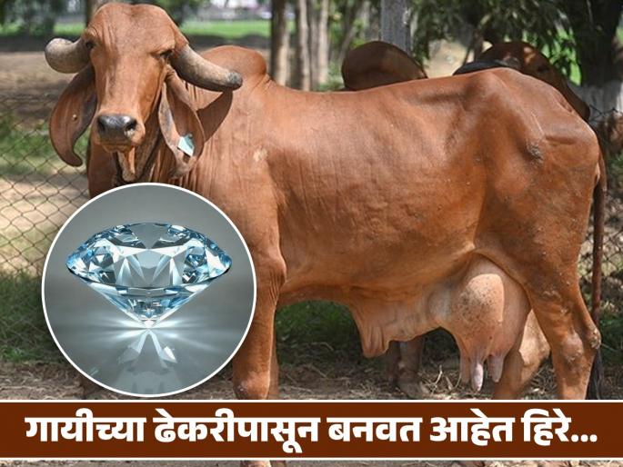 ipod inventor Tony Fadell making diamonds from cow burps and farts | कमालच! गायीच्या ढेकरीपासून बनवले जात आहे हिरे, कारण वाचून कराल कौतुक.... ipod inventor Tony Fadell making diamonds from cow burps and farts | कमालच! गायीच्या ढेकरीपासून बनवले जात आहे हिरे, कारण वाचून कराल कौतुक....
