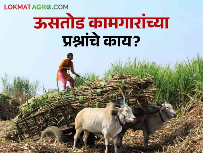 Sugarcane Worker questions of Ustod workers are pending! When will the demands be met? | Sugarcane Worker : उसतोड कामगारांचे प्रश्न प्रलंबितच! मागण्या कधी पूर्ण होणार? Sugarcane Worker questions of Ustod workers are pending! When will the demands be met? | Sugarcane Worker : उसतोड कामगारांचे प्रश्न प्रलंबितच! मागण्या कधी पूर्ण होणार?