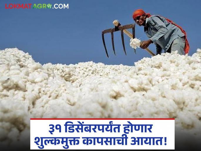 Cotton Import The crisis for cotton producers deepens! Duty-free cotton import till December 31 | Cotton Import : कापूस उत्पादकांवरील संकट आणखी गडद! शुल्कमुक्त कापसाची आयात ३१ डिसेंबरपर्यंत
