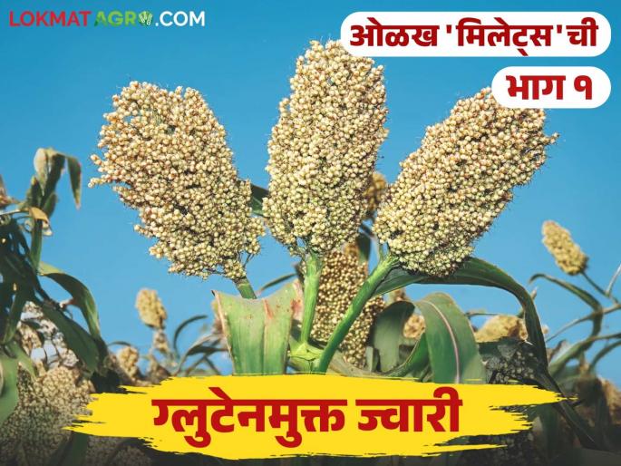 Millets Jowar Did you know these things about gluten-free and nutritious jowar? | Millets Jowar : ग्लुटेनमुक्त अन् पौष्टिक असलेल्या ज्वारीबद्दल 'या' गोष्टी माहितीयेत का? Millets Jowar Did you know these things about gluten-free and nutritious jowar? | Millets Jowar : ग्लुटेनमुक्त अन् पौष्टिक असलेल्या ज्वारीबद्दल 'या' गोष्टी माहितीयेत का?