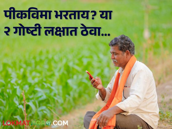 Crop Insurance: Paying for crop insurance? 'These' two things are important | Crop Insurance : खरिपातील पीकविमा भरताय? 'या' दोन गोष्टी महत्त्वाच्या Crop Insurance: Paying for crop insurance? 'These' two things are important | Crop Insurance : खरिपातील पीकविमा भरताय? 'या' दोन गोष्टी महत्त्वाच्या