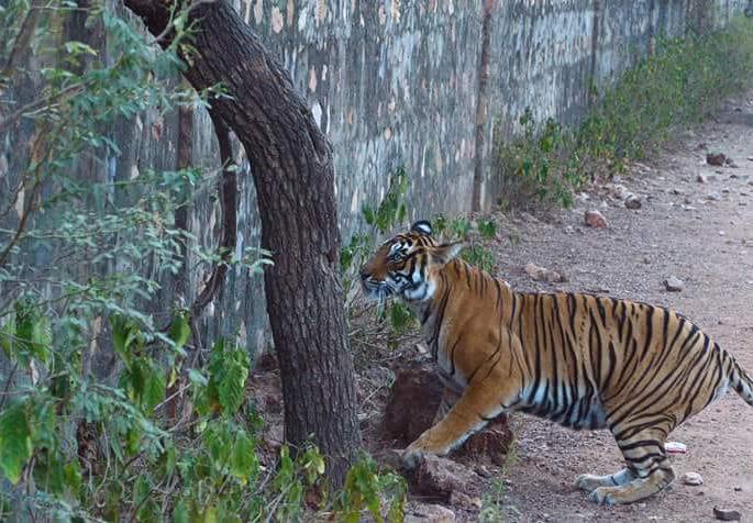 Tiger found in the Bhadravati Defense check post in Chandrapur district | चंद्रपूर जिल्ह्यातील भद्रावतीत डिफेन्स चेकपोस्टजवळ आढळला पट्टेदार वाघ Tiger found in the Bhadravati Defense check post in Chandrapur district | चंद्रपूर जिल्ह्यातील भद्रावतीत डिफेन्स चेकपोस्टजवळ आढळला पट्टेदार वाघ