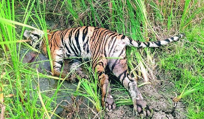 Tiger found dead on Umred-Makardhokada road nagpur | उमरेड-मकरधोकडा मार्गावर पट्टेदार वाघ मृतावस्थेत! Tiger found dead on Umred-Makardhokada road nagpur | उमरेड-मकरधोकडा मार्गावर पट्टेदार वाघ मृतावस्थेत!