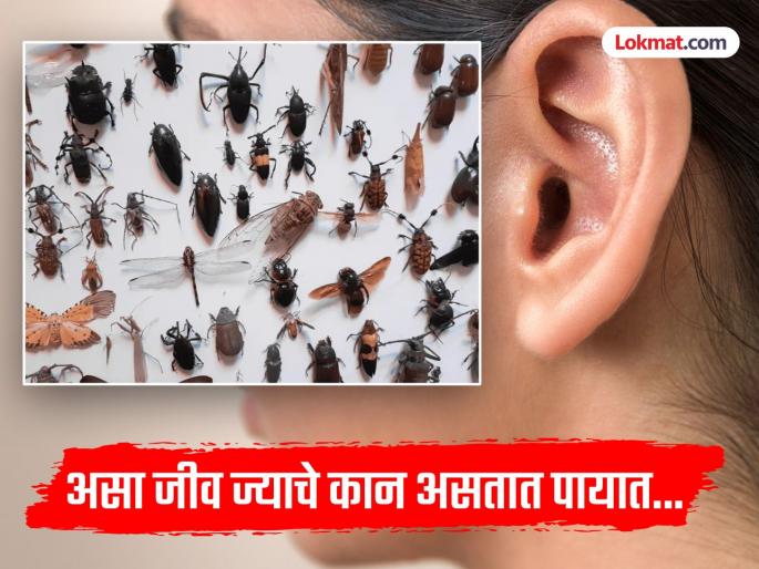 Knowledge News : Locusts have ears in their legs, present on earth for thousands of years | Knowledge: असा कोणता जीव आहे ज्याचे कान त्याच्या पायात असतात? माहीत नसेल तर आता जाणून घ्या... Knowledge News : Locusts have ears in their legs, present on earth for thousands of years | Knowledge: असा कोणता जीव आहे ज्याचे कान त्याच्या पायात असतात? माहीत नसेल तर आता जाणून घ्या...