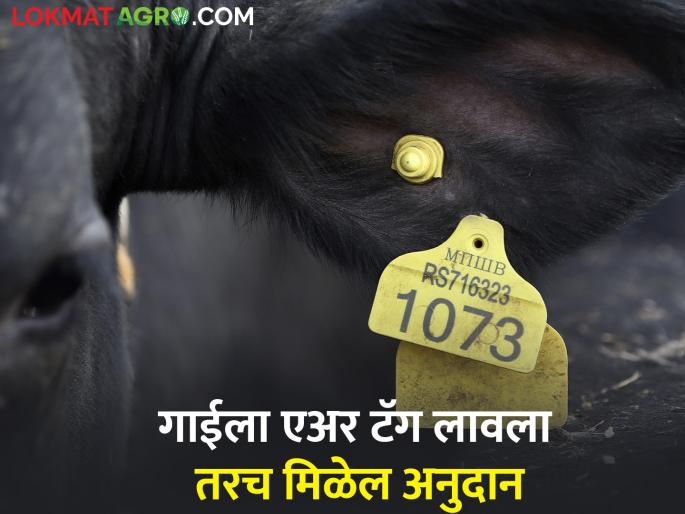 Cows need to be air tagged for Rs 5 milk subsidy | ५ रुपये दूध अनुदानासाठी गाईंना एअर टॅग करणे गरजेचे Cows need to be air tagged for Rs 5 milk subsidy | ५ रुपये दूध अनुदानासाठी गाईंना एअर टॅग करणे गरजेचे