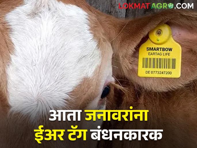 It is mandatory to ear tag all the livestock in the state and register them with the bharat Pashudhan System | राज्यातील सर्व पशुधनाचे ईअर टॅगिंग; भारत पशुधन प्रणालीवर नोंदणी करणे बंधनकारक It is mandatory to ear tag all the livestock in the state and register them with the bharat Pashudhan System | राज्यातील सर्व पशुधनाचे ईअर टॅगिंग; भारत पशुधन प्रणालीवर नोंदणी करणे बंधनकारक