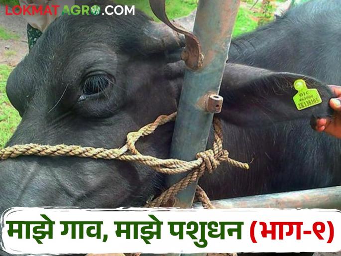 Hey, did you hear that? took a tagging in the ear of livestock? | आहो ऐकलं का.. पशुधनाच्या कानात बिल्ला मारून घेतला? Hey, did you hear that? took a tagging in the ear of livestock? | आहो ऐकलं का.. पशुधनाच्या कानात बिल्ला मारून घेतला?