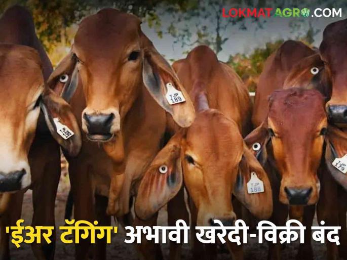 Sale and purchase of animals without 'ear tagging' in the market is closed | बाजारात 'ईअर टॅगिंग' नसलेल्या जनावरांची खरेदी-विक्री बंद Sale and purchase of animals without 'ear tagging' in the market is closed | बाजारात 'ईअर टॅगिंग' नसलेल्या जनावरांची खरेदी-विक्री बंद