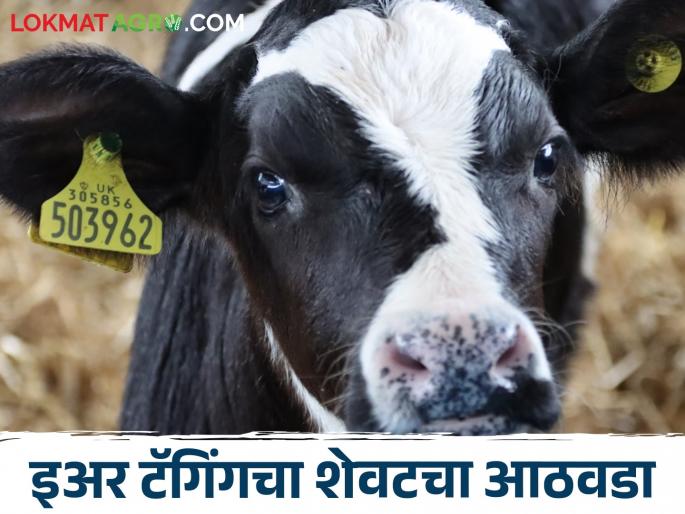 Last week of ear tagging for animals.. livestock Treatment will also be stopped | Animal Ear Tagging जनावरांसाठी इअर टॅगिंगचा शेवटचा आठवडा.. उपचारही होणार बंद Last week of ear tagging for animals.. livestock Treatment will also be stopped | Animal Ear Tagging जनावरांसाठी इअर टॅगिंगचा शेवटचा आठवडा.. उपचारही होणार बंद