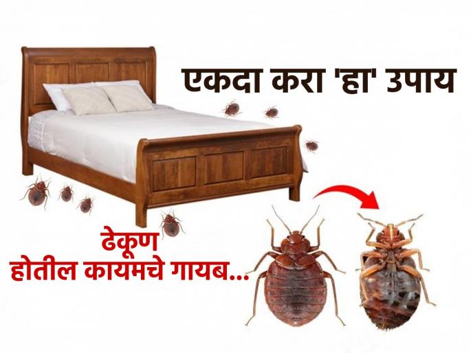 Easy Home Remedies For Get Rid Bed Bugs Easy home remedy for bed bugs How to get rid of bed bugs naturally Home remedies to kill bed bugs Bed bug removal at home | पेस्ट कंट्रोल करुनही ढेकूण जात नाहीत? खिशाला परवडेल असा जालीम उपाय - ढेकूण परत होणारच नाही!