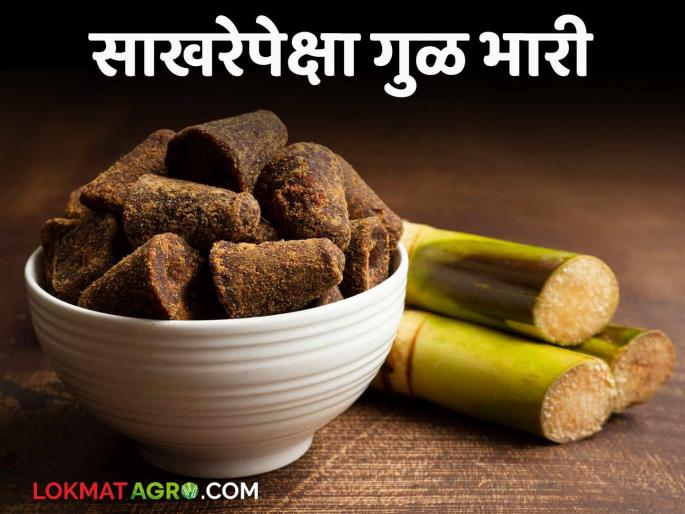 Why should jaggery be eaten? What are the benefits of jaggery; Read in detail | गुळ का खाल्ला पाहिजे? काय आहेत गुळाचे फायदे; वाचा सविस्तर