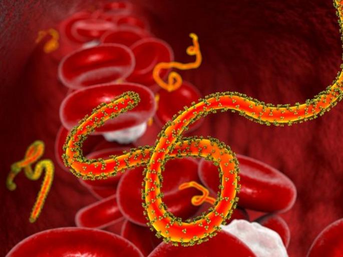 WHO declared Ebola outbreak in Congo as international Emergency | Ebola चा रूग्ण आढळल्याने WHO ने केली मेडिकल इमर्जन्सी घोषित WHO declared Ebola outbreak in Congo as international Emergency | Ebola चा रूग्ण आढळल्याने WHO ने केली मेडिकल इमर्जन्सी घोषित