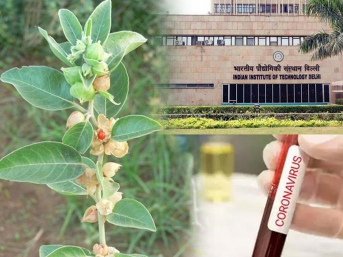 Coronavirus: ‘Ashwagandha’ will beat Corona ?; Delhi IIT finds the answer! pnm | Coronavirus: काय सांगता! ‘अश्वगंधा’ करणार कोरोनावर मात?; दिल्ली आयआयटीने शोधलं उत्तर!  Coronavirus: ‘Ashwagandha’ will beat Corona ?; Delhi IIT finds the answer! pnm | Coronavirus: काय सांगता! ‘अश्वगंधा’ करणार कोरोनावर मात?; दिल्ली आयआयटीने शोधलं उत्तर!
