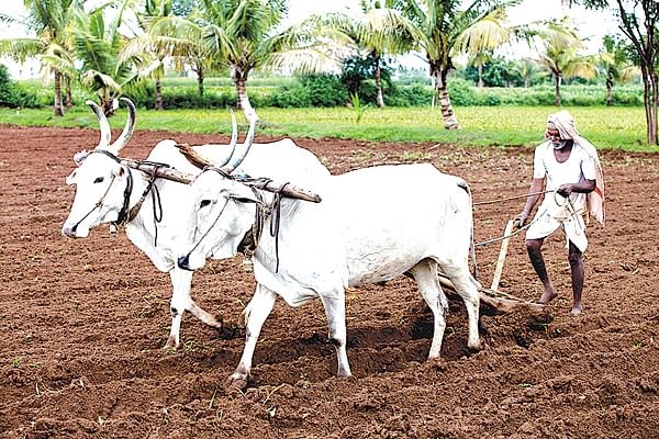 More than expected rainfall in Solapur district; Sowing percentage is increasing! | सोलापूर जिल्ह्यात अपेक्षेपेक्षा जास्त पडला पाऊस; पेरणीची टक्केवारी वाढतेय !