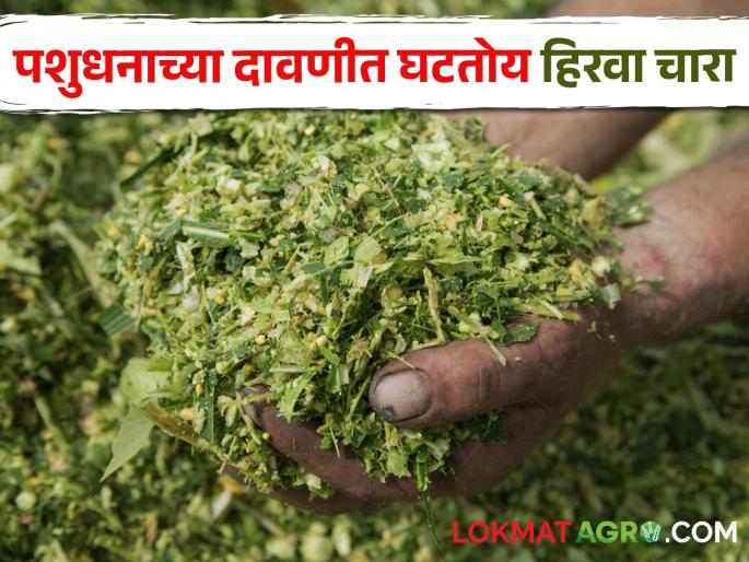 Fodder: Farmers focus on alternative fodder, green fodder is decreasing in livestock grazing | Fodder: पशुपालकांचा पर्यायी चाऱ्यावर भर, पशुधनाच्या दावणीत घटतोय हिरवा चारा Fodder: Farmers focus on alternative fodder, green fodder is decreasing in livestock grazing | Fodder: पशुपालकांचा पर्यायी चाऱ्यावर भर, पशुधनाच्या दावणीत घटतोय हिरवा चारा
