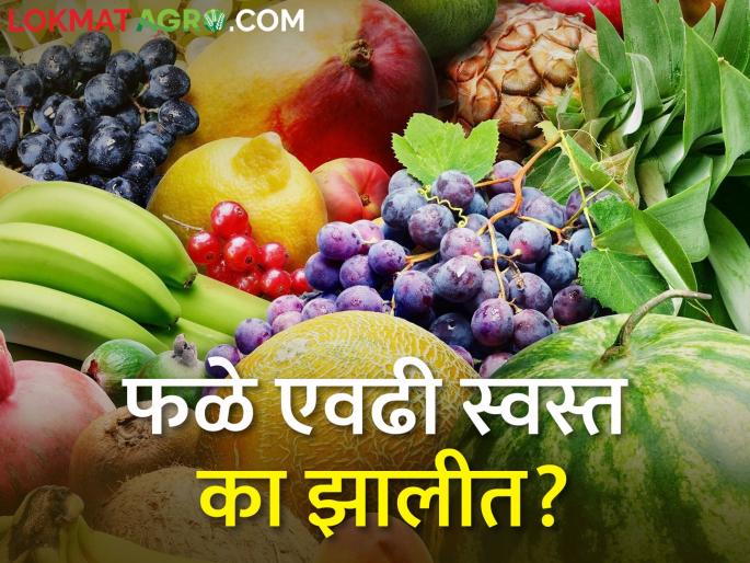 Why did fruits become so cheap? What are the prices? | फळे एवढी स्वस्त का झाली? काय मिळताेय भाव? Why did fruits become so cheap? What are the prices? | फळे एवढी स्वस्त का झाली? काय मिळताेय भाव?