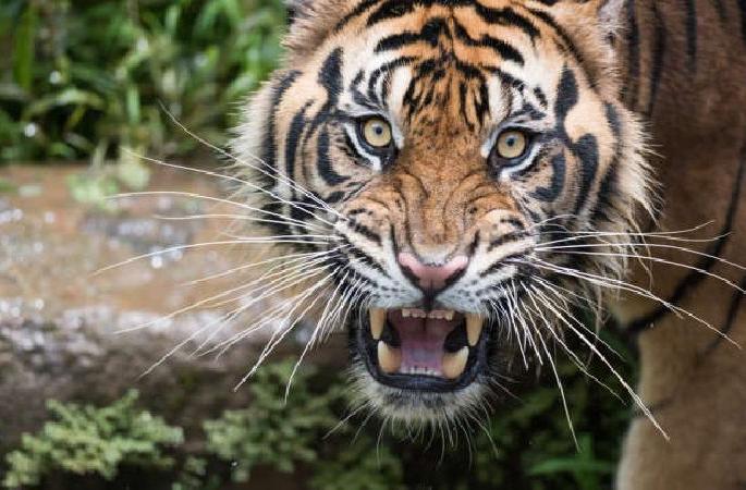 A young man was seriously injured in a tiger attack in Pombhurna tehsil | पोंभुर्णा तालुक्यात दुसऱ्या दिवशीही वाघाचा हल्ला, तरुण गंभीर जखमी A young man was seriously injured in a tiger attack in Pombhurna tehsil | पोंभुर्णा तालुक्यात दुसऱ्या दिवशीही वाघाचा हल्ला, तरुण गंभीर जखमी