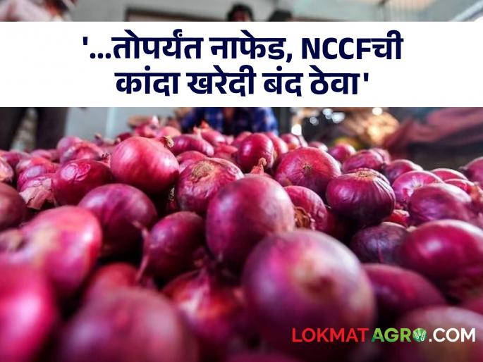 Big corruption in buying onions! | कांदा खरेदीत मोठा भ्रष्टाचार! चौकशी होईपर्यंत नाफेड, NCCFची कांदा खरेदी बंद ठेवण्याची मागणी